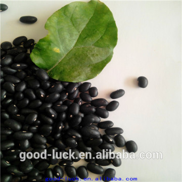 China cheap black beans factory