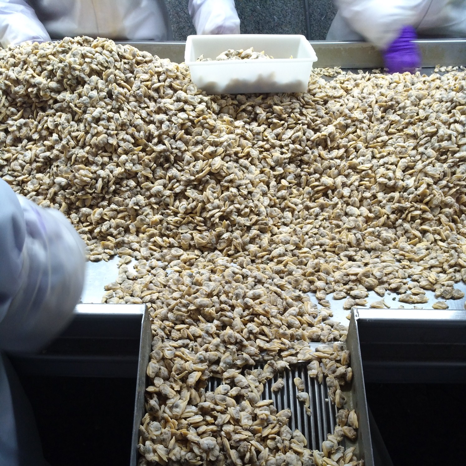 Mrożone gotowane małże mięso z owocami morza