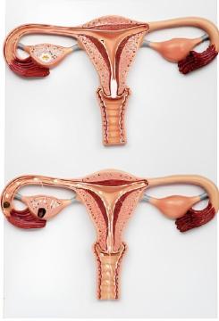 The egg fertilization process amplifies the model