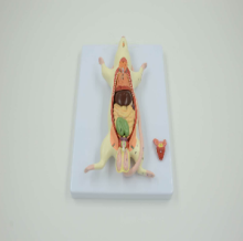 Mouse Anatomy Model 6 Components