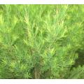 Tea Tree Essential Oil Price Factory Supply