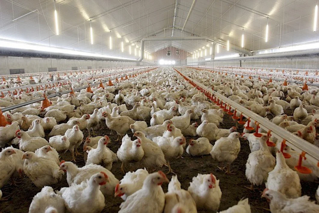 Meat Chicken Farm Lighting / Chicken Farm Equipment / Poultry LED Lighting
