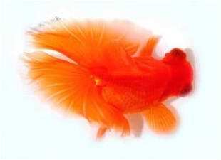 Gold fish Butterfly Red aquarium fish