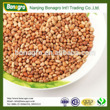 Chinese Dried pink cowpea seeds