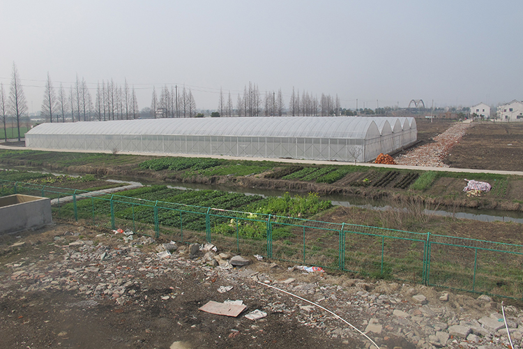 Film Multi Span Greenhouse