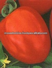 GALA Tomato Seeds