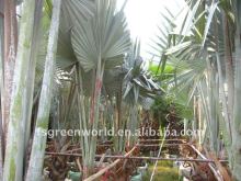 bismarckia palm trees