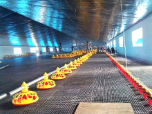 Feeding System (feeding line) for Chicken House