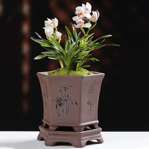 Melhores belos potes asiáticos da orquídea para a planta