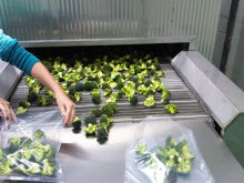 iqf tunnel quick freezing machine