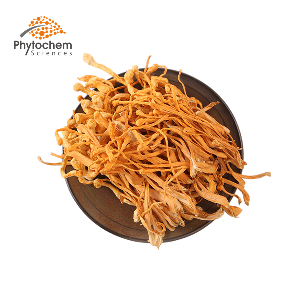 export supplier cordyceps militaris/cordyceps sinensis price