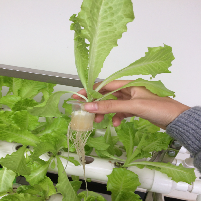 Hydroponic Growing Net Pots