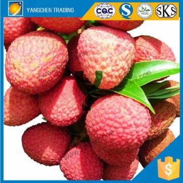 2015 fresh fruit canned lychee kosher for philippine food