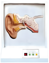 Ear conditioning model ( voice control )