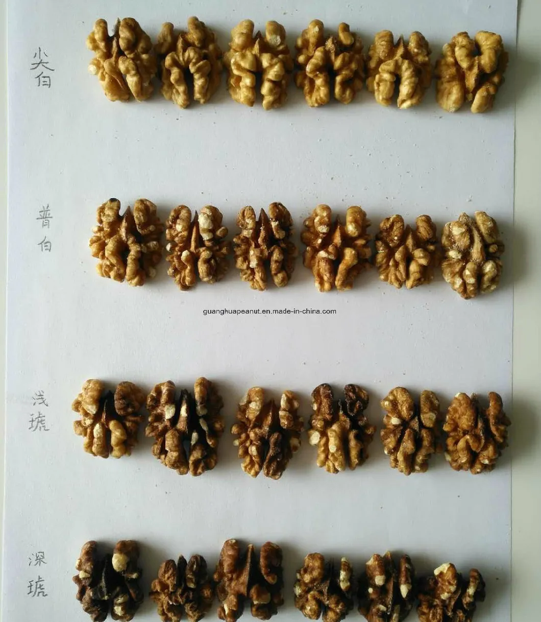 Nutrient-Rich Chinese New Crop Walnut Kernels