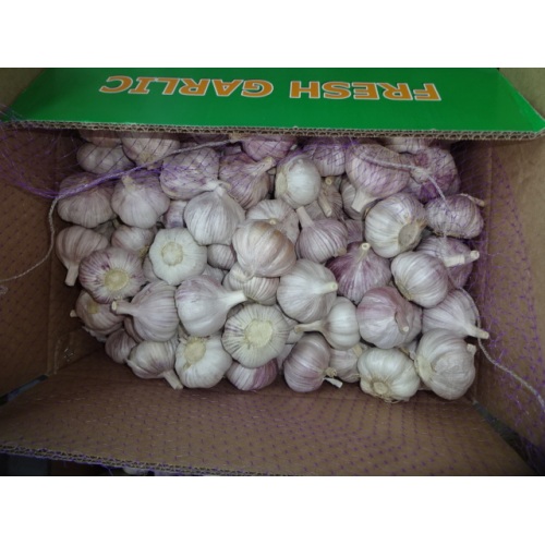 Hot Sale Normal Garlic 2020