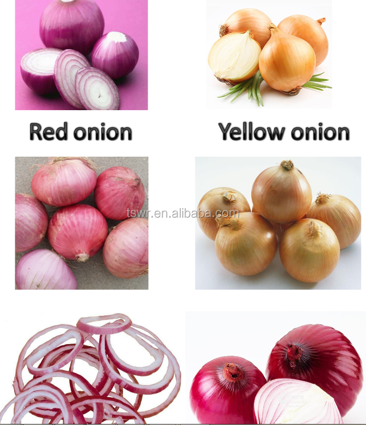 Gansu onion red onion fresh yellow onion