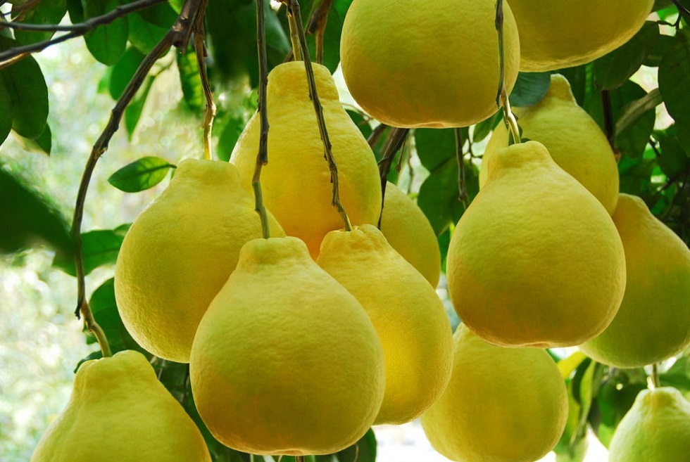 طازجة جيدة Qulality Pomelo