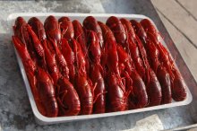 Frozen Cooked Whole Crawfish (703)