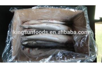 Frozen Gray Mullet Without Roe