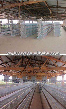 broiler poultry feed euipment