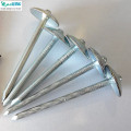 2022sanxing/ / 12 BWG9 electro galvanized umbrella roofing