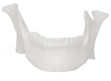 Mandibular model