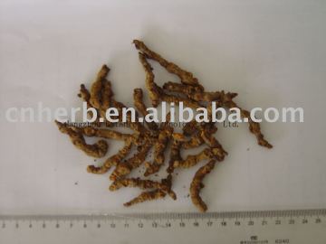 Goldthread root(Rhizoma Coptidis)/ heavy metal free