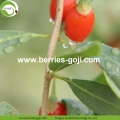 Approvisionnement en usine Nutrition Fruits secs Goji baies saines