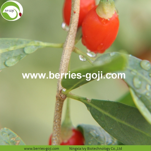 Goji Berries