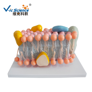 Cell membrane anatomy medical teaching model