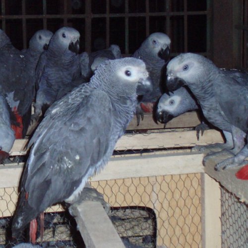 African Grey Parrots and fertile African Grey Parrots