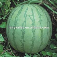 Seedless No.2-Hybrid F1 Toq Quality Seedless Watermelon Seeds