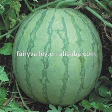 Seedless No.2-Hybrid F1 Toq Quality Seedless Watermelon Seeds
