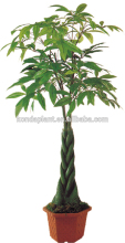 Artificial Plant Bonsai artificial money tree for sale