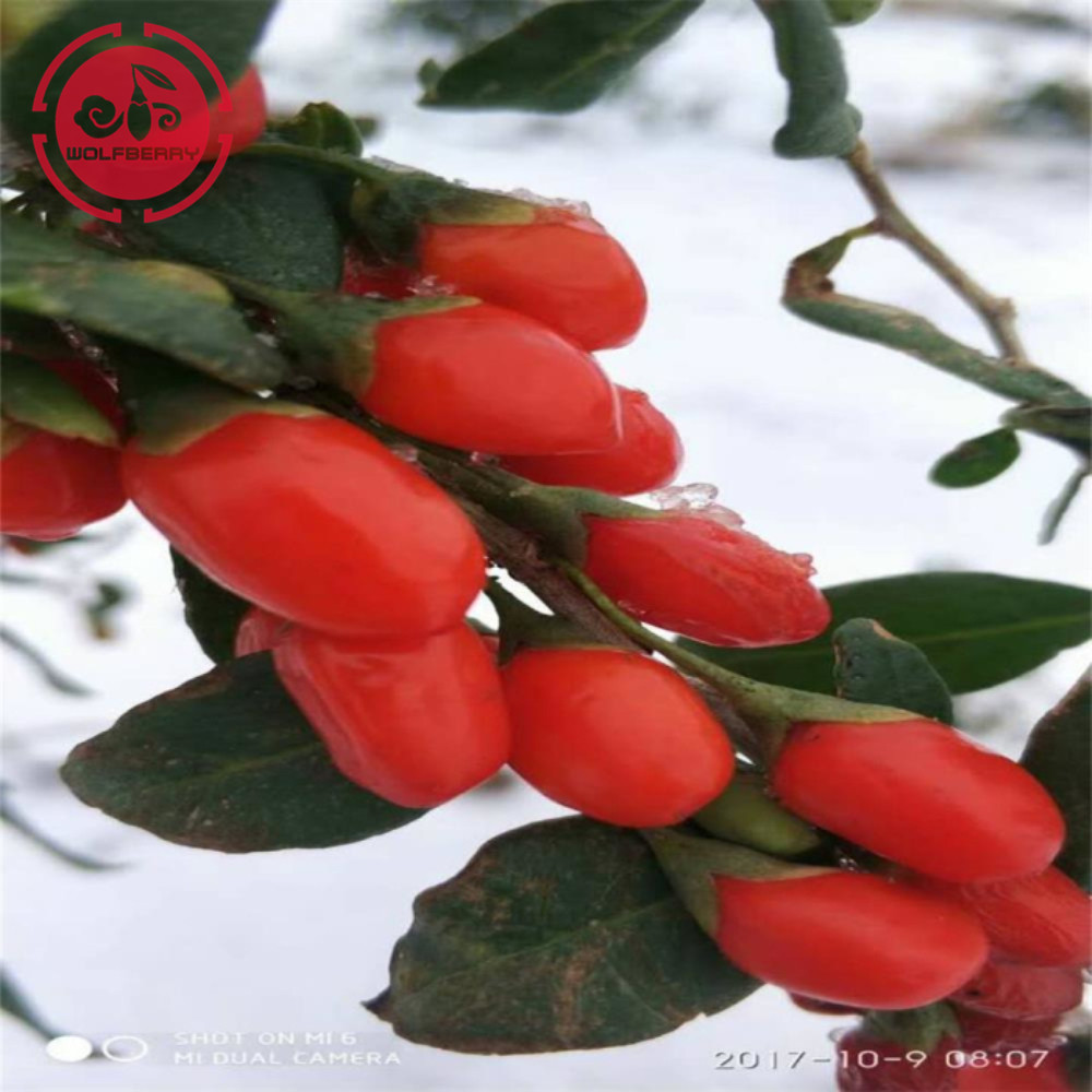 Superfood โภชนาการหลาย Vitamin - Mineral Goji Berry