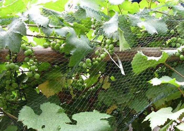 NET ANTI-BIRD 5 anti-bird net 5