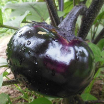 F1 runde schwarze OP Aubergine Samen