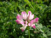 Sweet Clover Honey pure natural honey