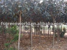 Ficus elastica project trees