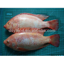 frozen seafood Red Tilapia Price