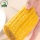 Vacuum Seal Fresh Corn On The Cob