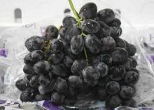 High Nutritional 25mm Currant Fresh Red Grapes Seedless Swe