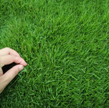 Best bermuda grass seed to plant
