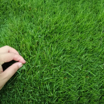 Best bermuda grass seed to plant