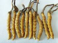 cordyceps sinesis