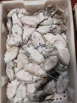 Natural Frozen Fresh Cuttlefish Whole Round 50-200g