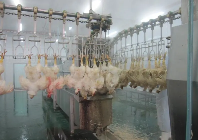 Slaughtering Machine of Chicken Slaughterhosue for Bleeding