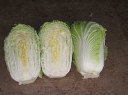 cabbage