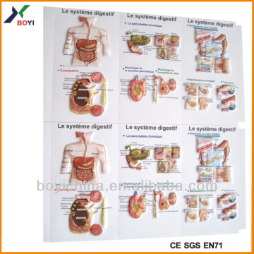 2014 Human Body 3D PVC Poster, Medical Education Poster Design Factory & Manufacture